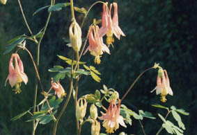 Aquilegia canadensis